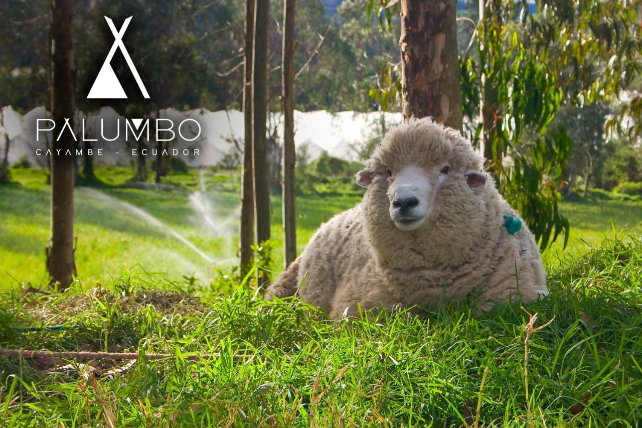 Palumbo Glamping & Villas Cayambe Exterior foto